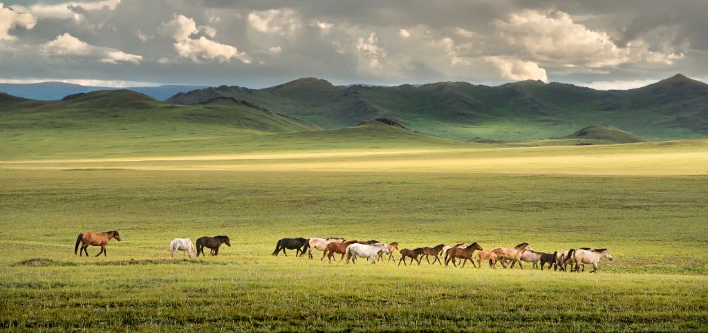A Los caballos de Gengis Kan 